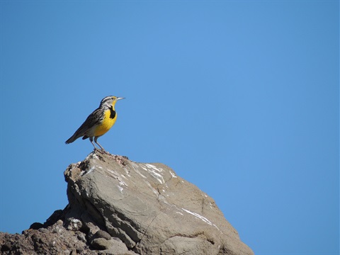 bird on rock