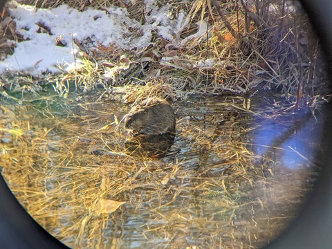 A beaver in the park.