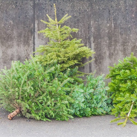 Christmas-tree-recycling.jpg