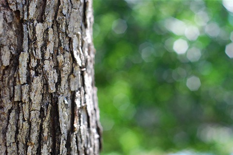 A close-up photo of a large tree trunk.