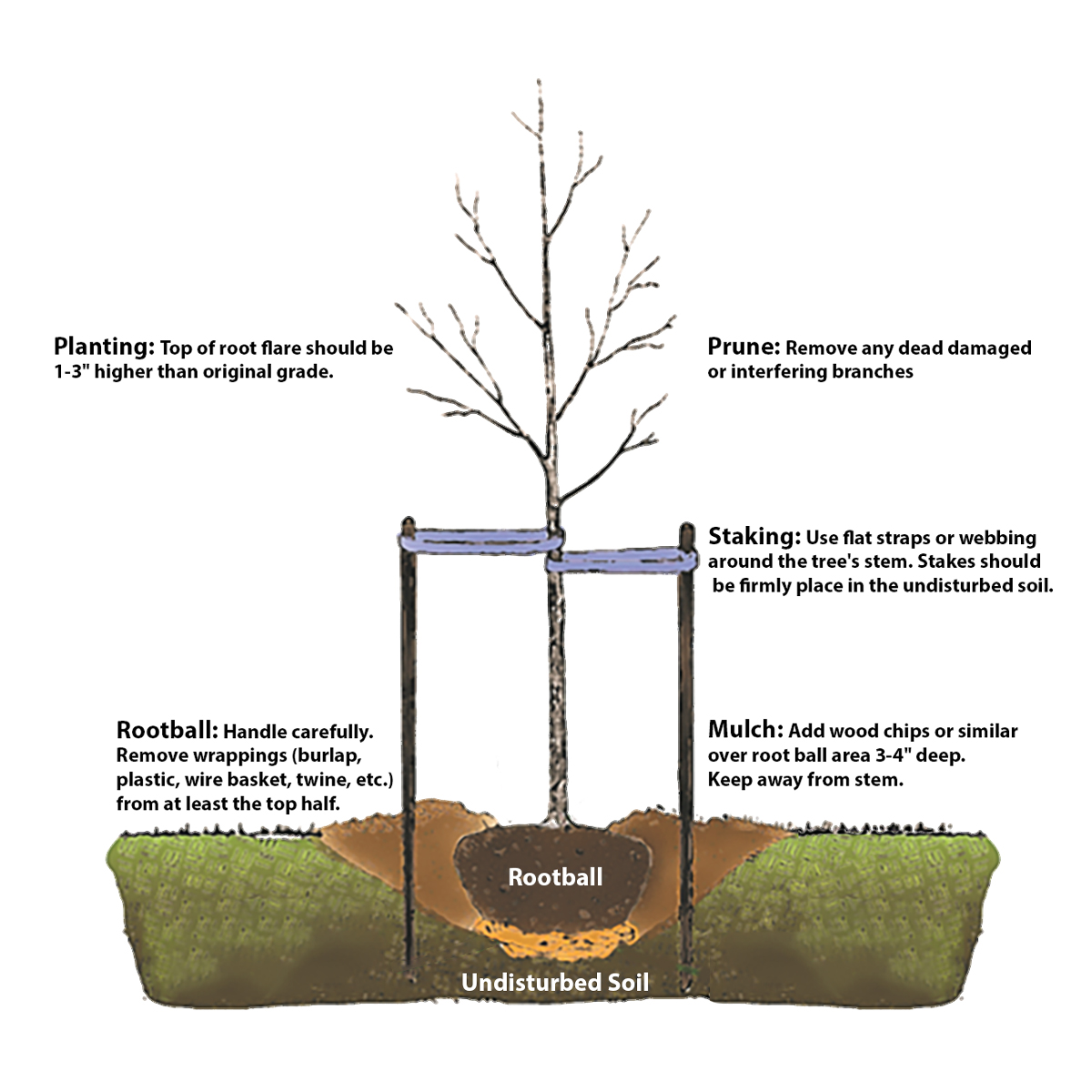 Tree-Soil-img.jpg