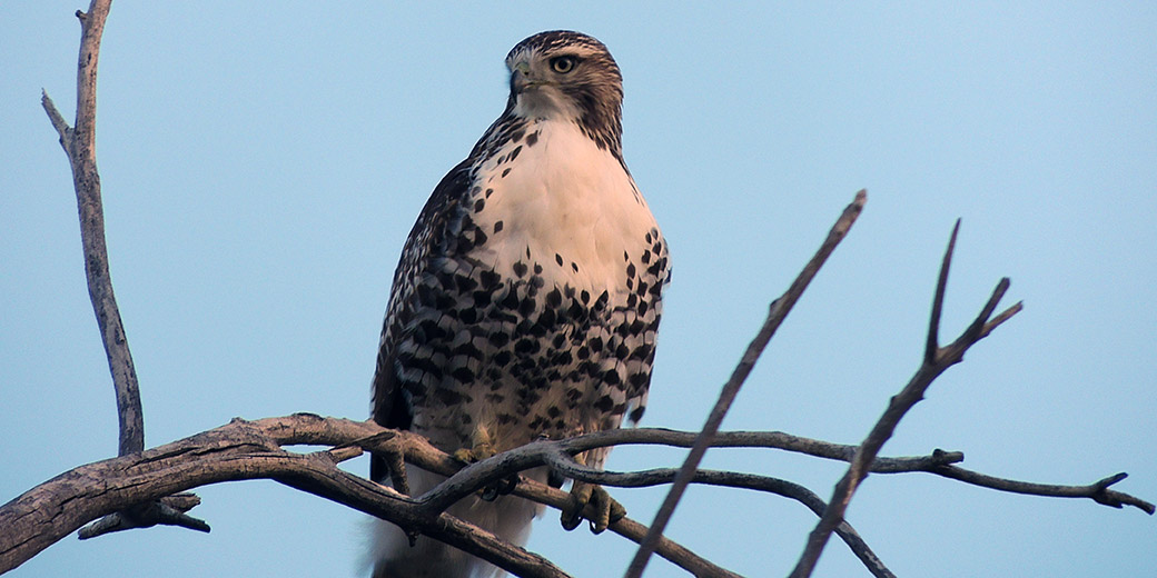 A raptor looks down from a branch.