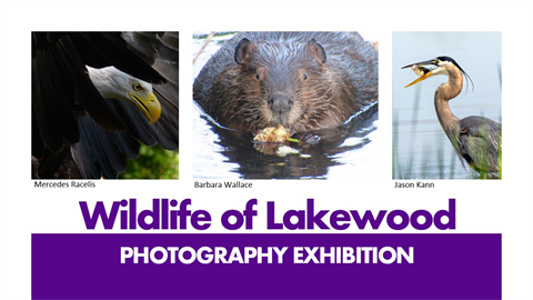 wildlife of lakewood