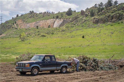 Man removing tree branches from the back of his pick up truck