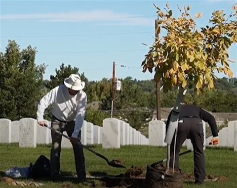 Two men planting a tree in a cemetery