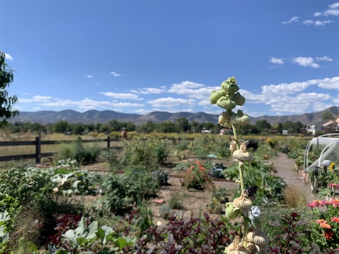 garden with mountains and clouds in the background
