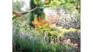 person spraying a hose watering flowers
