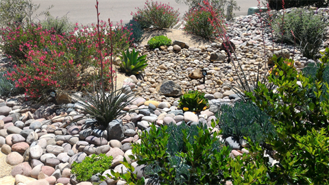 xeriscape