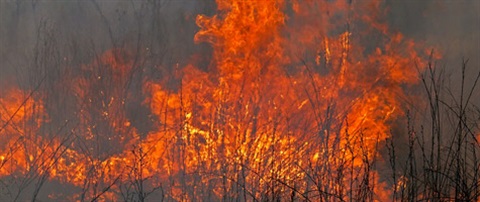 Brush-fire.jpg